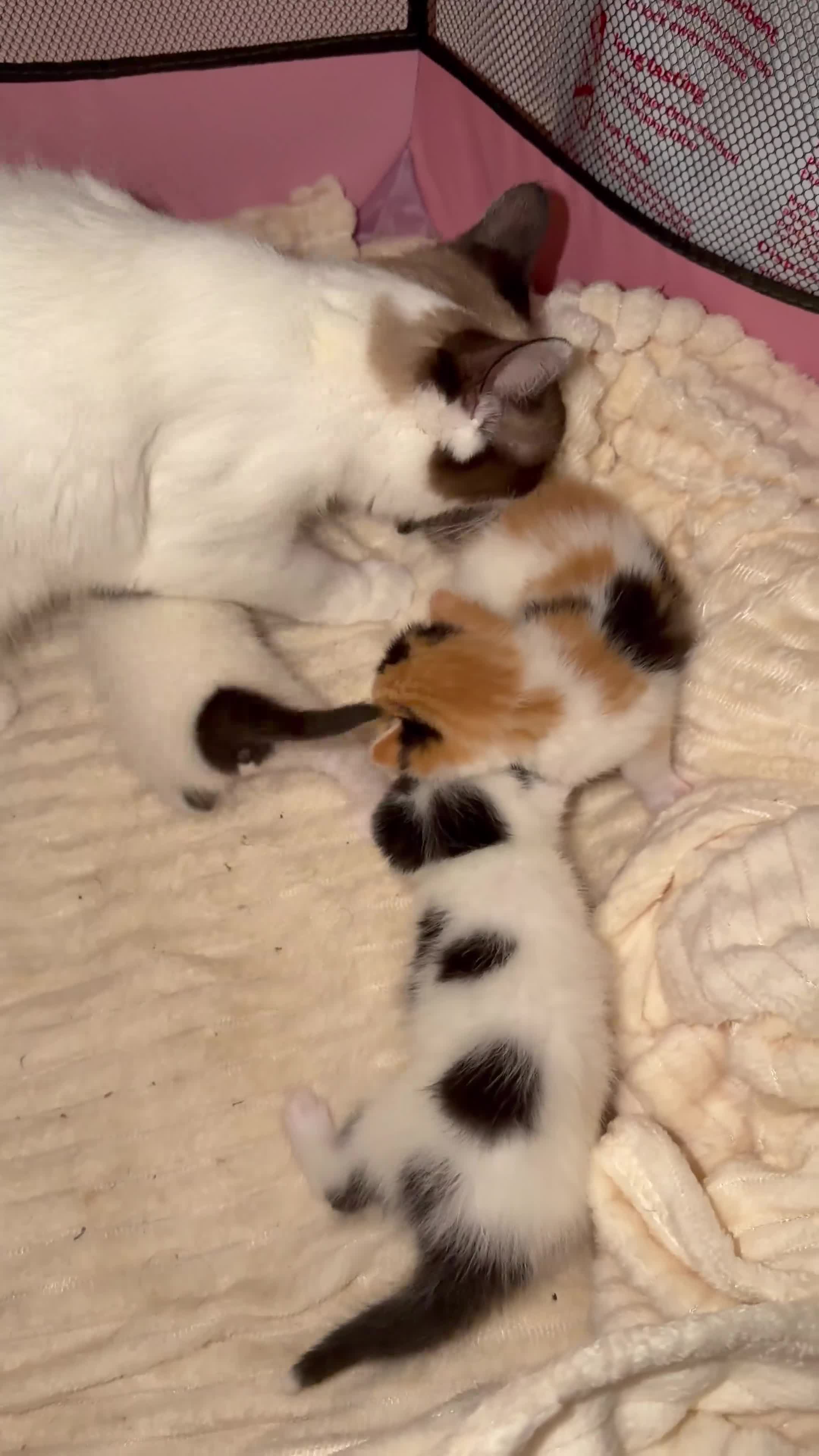 Ragdoll cats for sale: Ragdoll kittens for sale  - Video 1