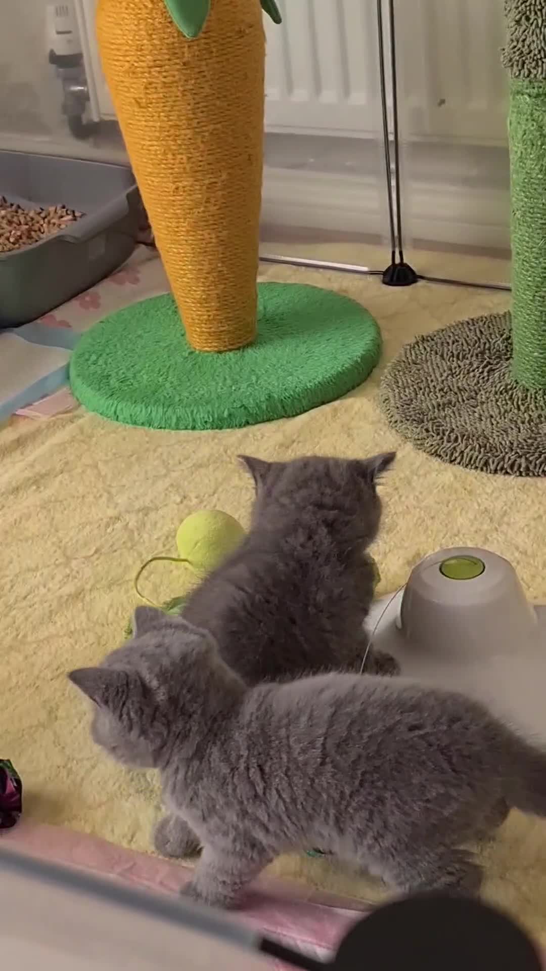 British Shorthair cats for sale: Full vaccination&Register GCCF BSH kittens 💝 - Video 1