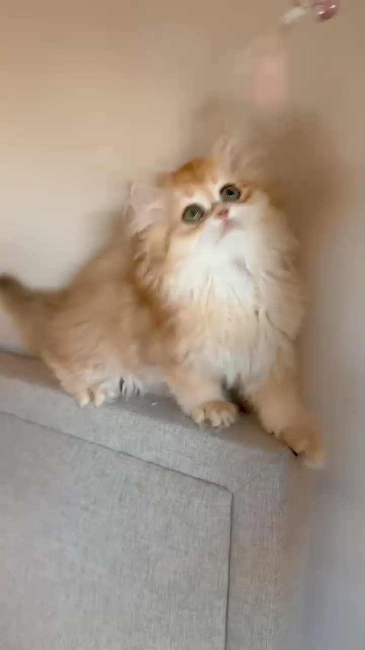 British Shorthair cats for sale: Adorable Golden British Short/longhair Kittens - Video 1