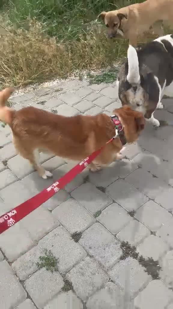 Mixed Breed dogs for adoption: 💙MAX💙 – A LITTLE GENTLEMAN LOOKING FOR HOME - Video 2