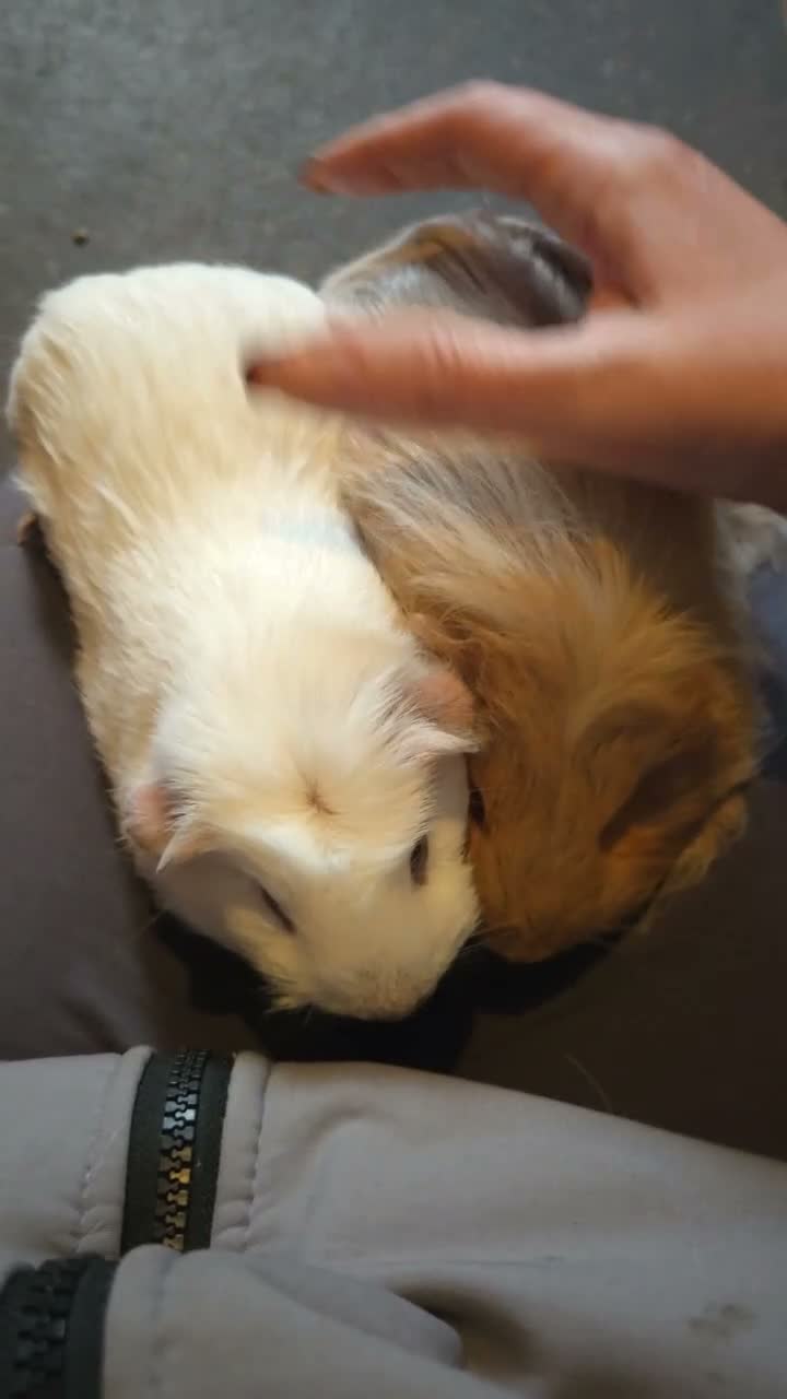 Guinea Pig rodents for sale: Guinea pigs  - Video 1