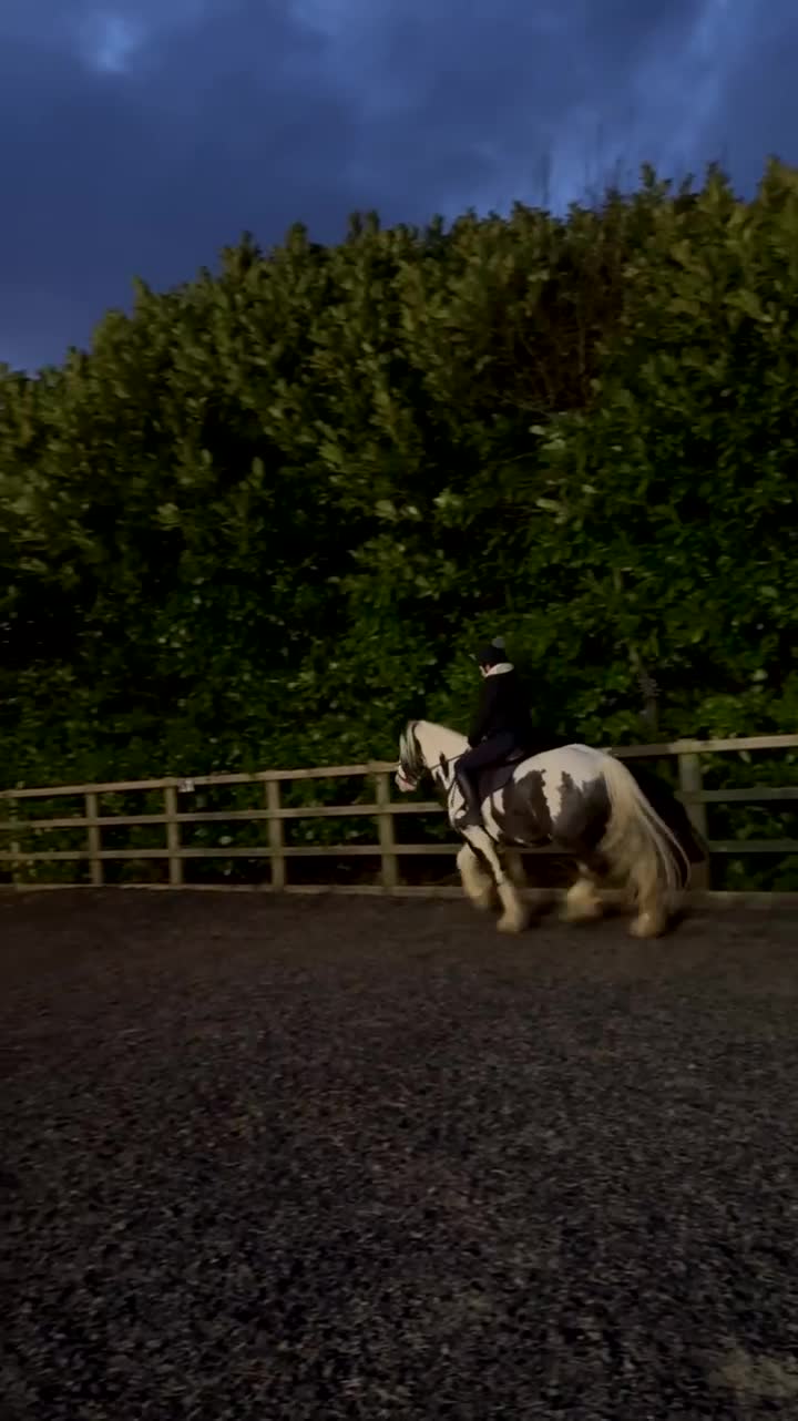 Irish Cob horses for sale: Heartbreaking sale  - Video 1