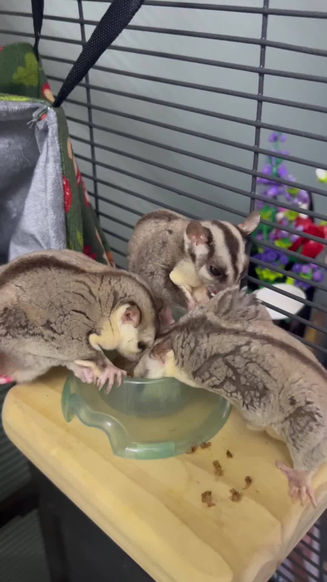 Sugar Glider rodents for sale: Sugar Glider Trio for Sale  - Video 1