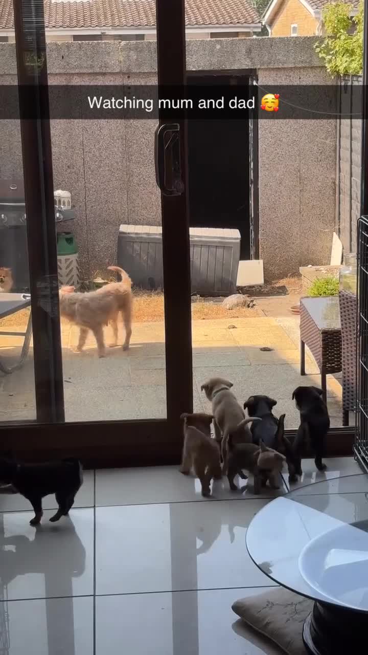 Mixed Breed dogs for sale: Only 2 males of 6 adorable small rare breed pups - Video 2