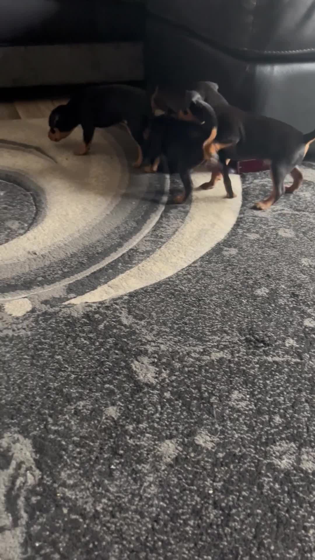 Miniature Pinscher dogs for sale: KC Miniature Pinscher puppies - Video 2