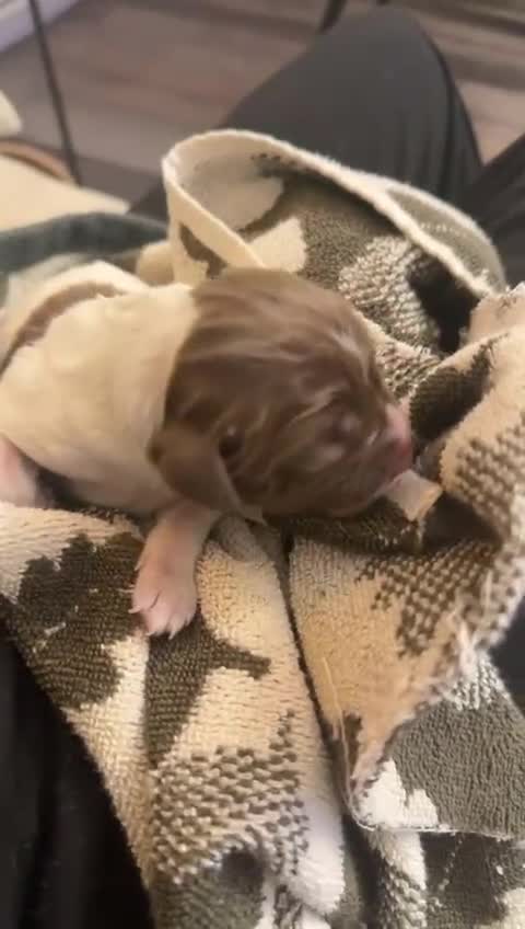 English Springer Spaniel dogs for sale: Pure springer puppies - Video 2