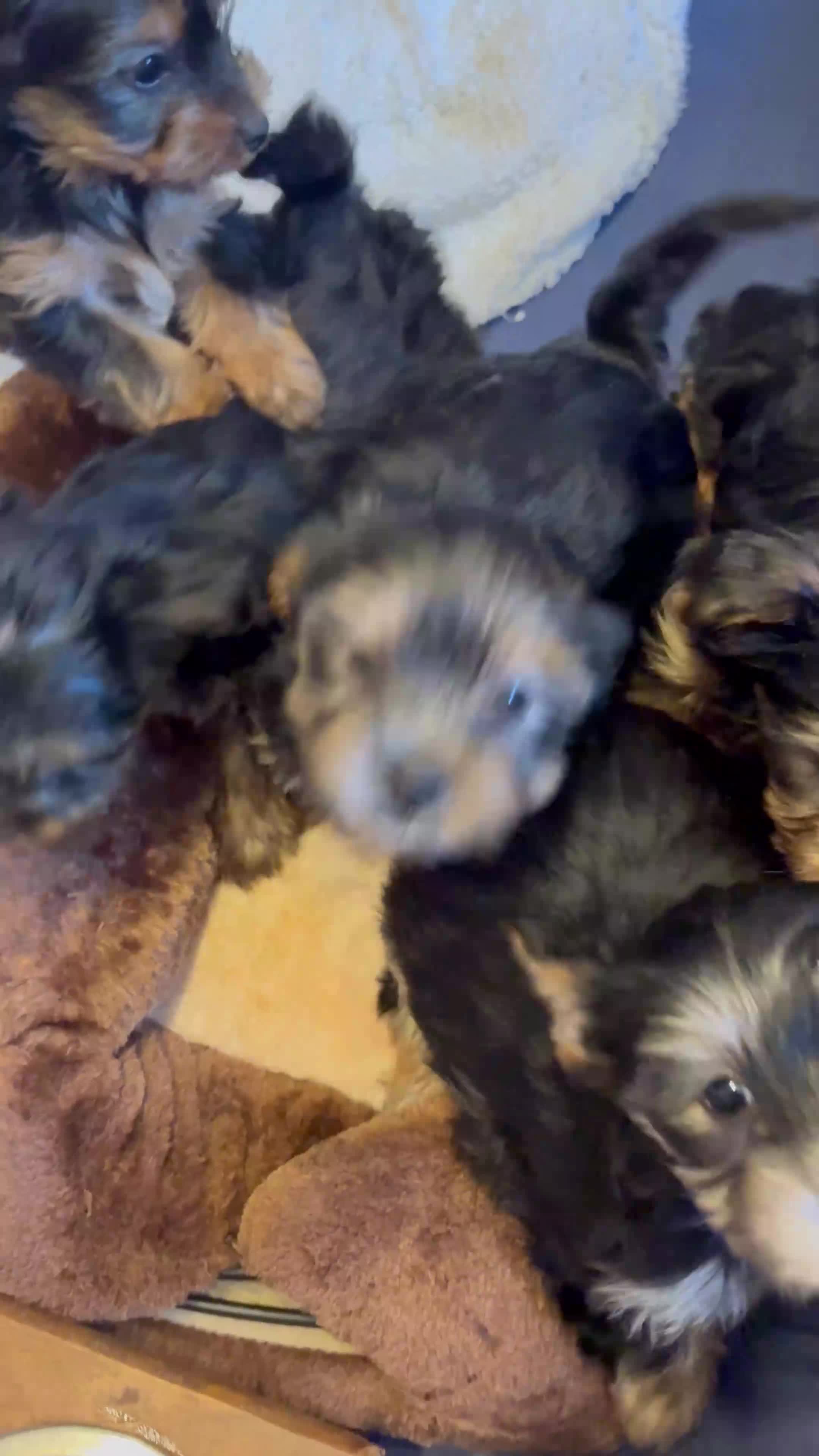 Yorkshire Terrier dogs for sale: Yorkshire Terriers - Video 1