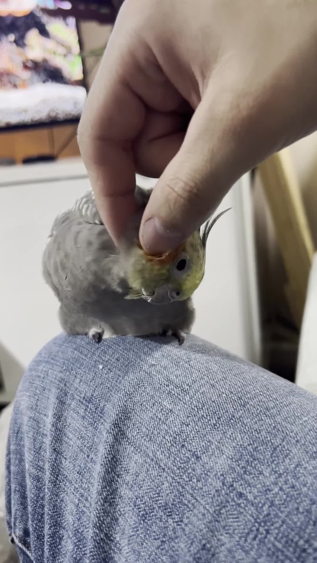 Cockatiels birds for sale: Two Loving Female Cockatiels for Rehoming - Video 3