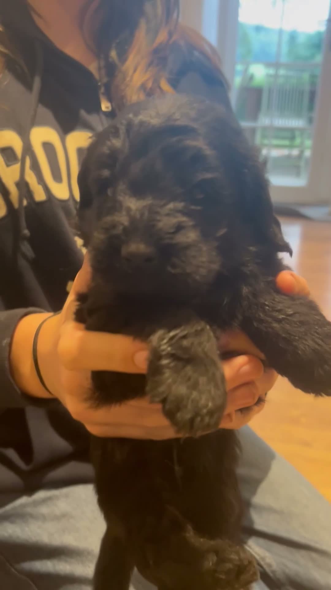 Labradoodle dogs for sale: Beautiful F1B Miniature Labradoodles - Video 3