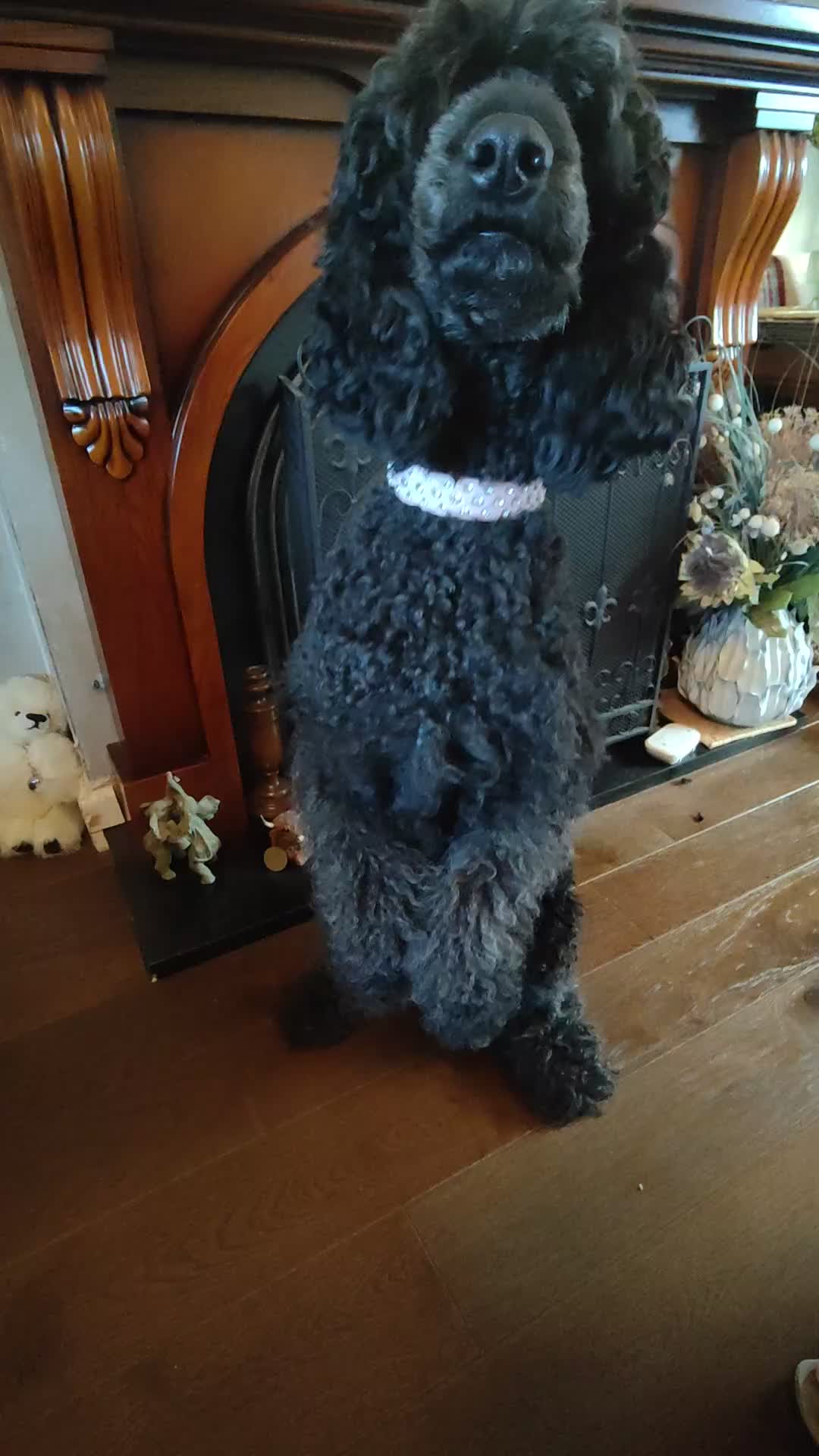 Shihpoo dogs for sale: Standard poodle x shihpoo - Video 1