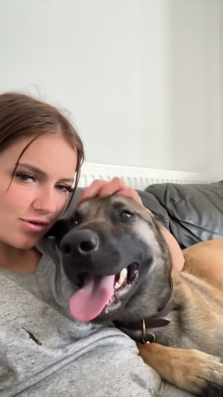 Belgian Shepherd Dog dogs for sale: Beautiful Female Malinois  - Video 1