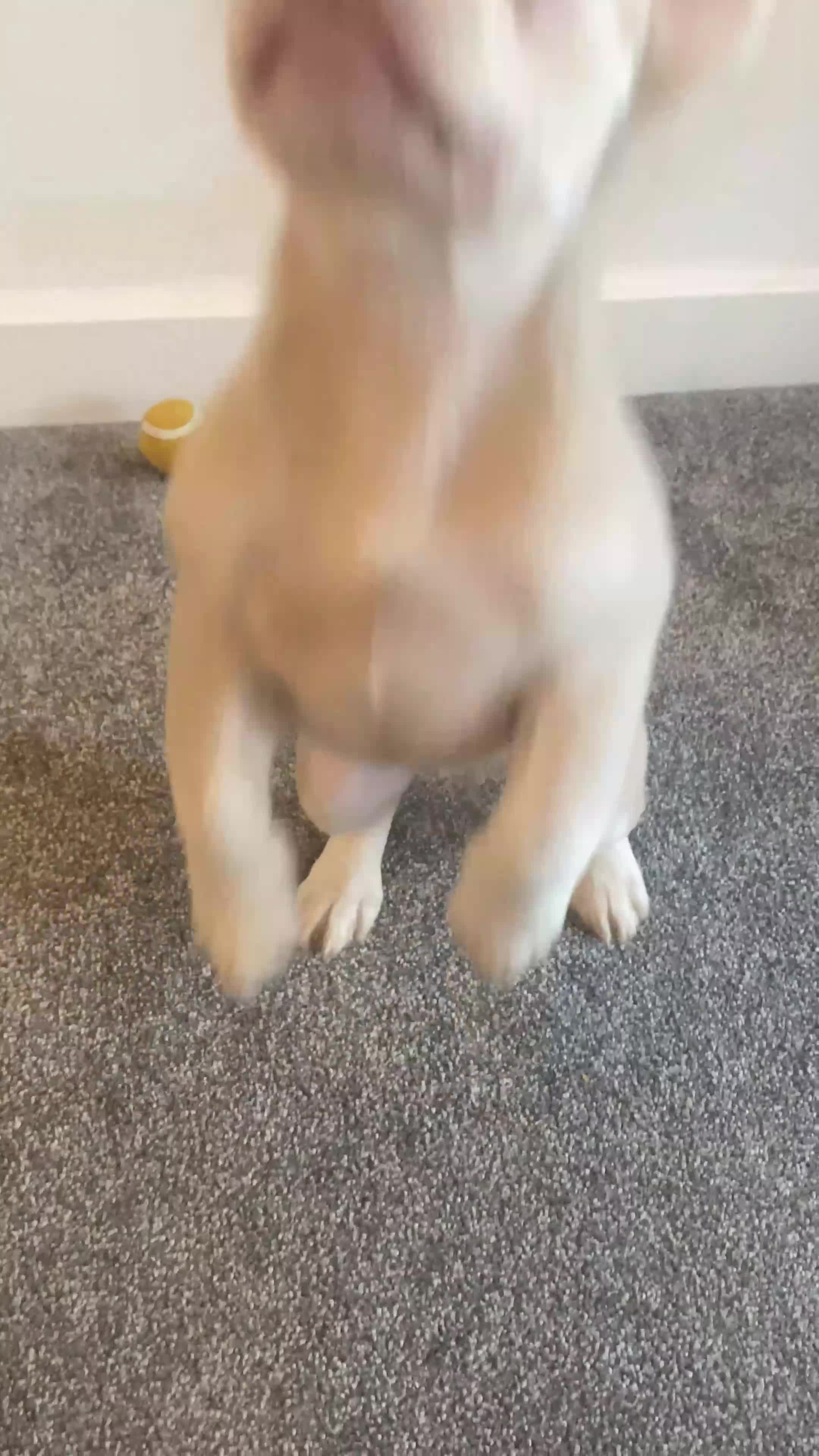 French Bulldog dogs for sale: Gorgeous Pink & Tan Fluffy Frenchie  - Video 1