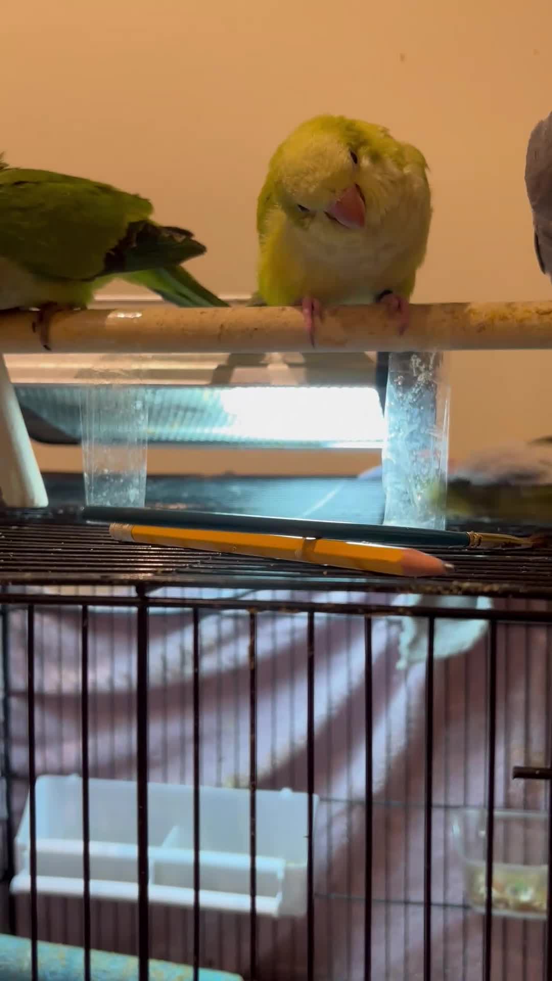 Parrots birds for sale: Hand reared baby quaker - Video 1