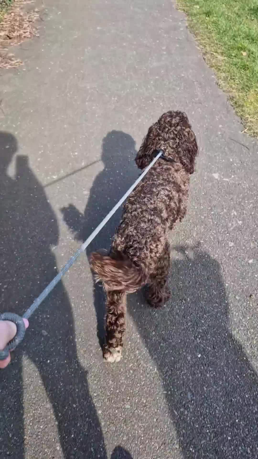 Cockapoo dogs for sale: MALE Cockapoo for sale - Video 1