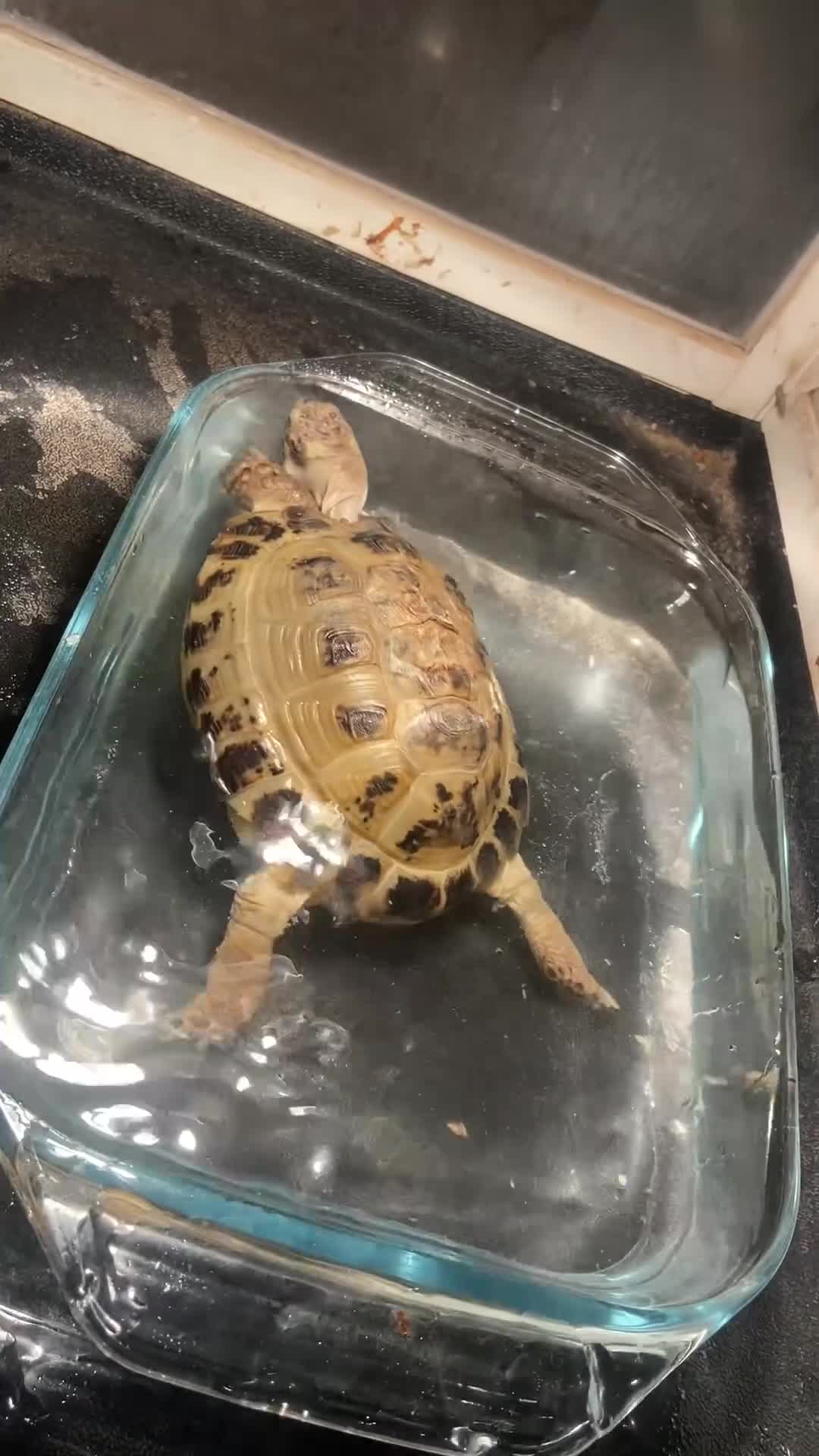 Tortoise reptiles for sale: Handsome male Russian Tortoise(4yearold)  in Salford - Video 1