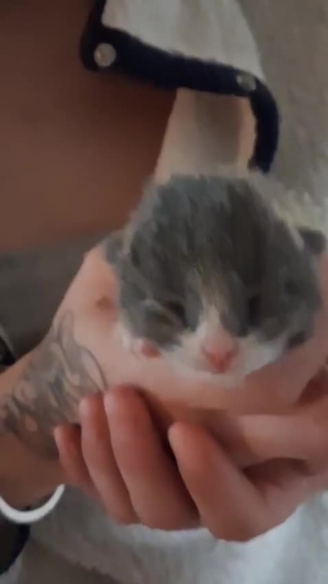 Russian Blue cats for sale: Beautiful Mixed Russian blue kittens  - Video 3