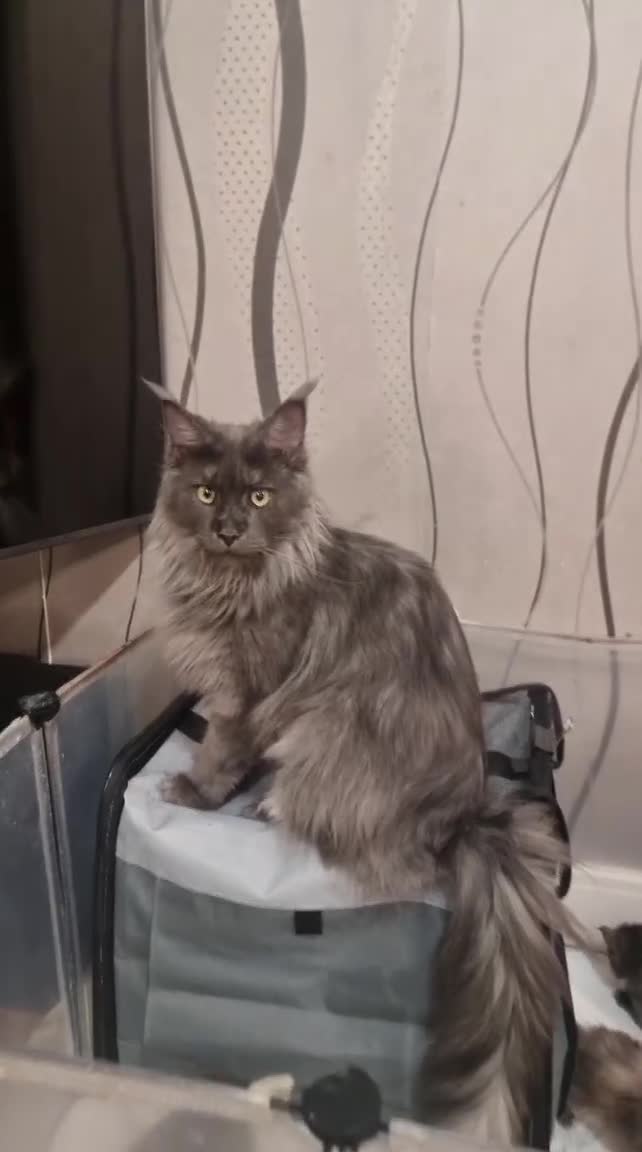 Maine Coon cats for sale: XXL pedigree kittens ready on the 20th of June - Video 1