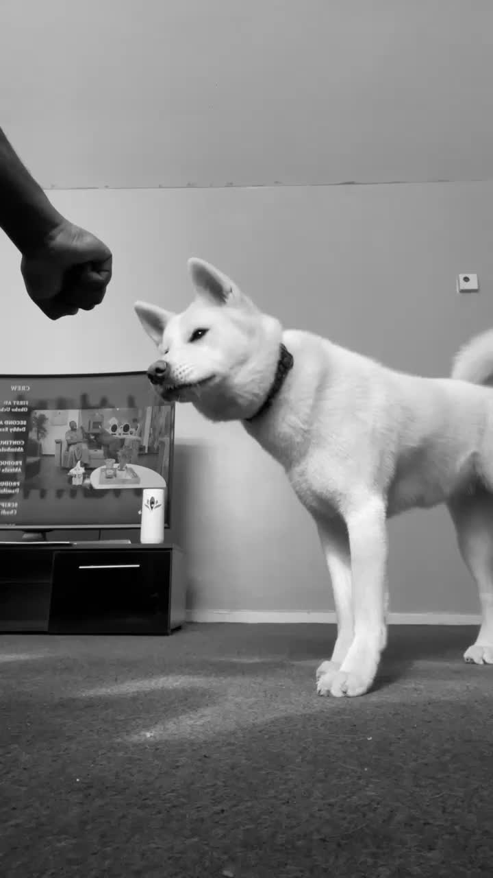Japanese Akita Inu dogs for sale: Female Japanese Akita - Video 1