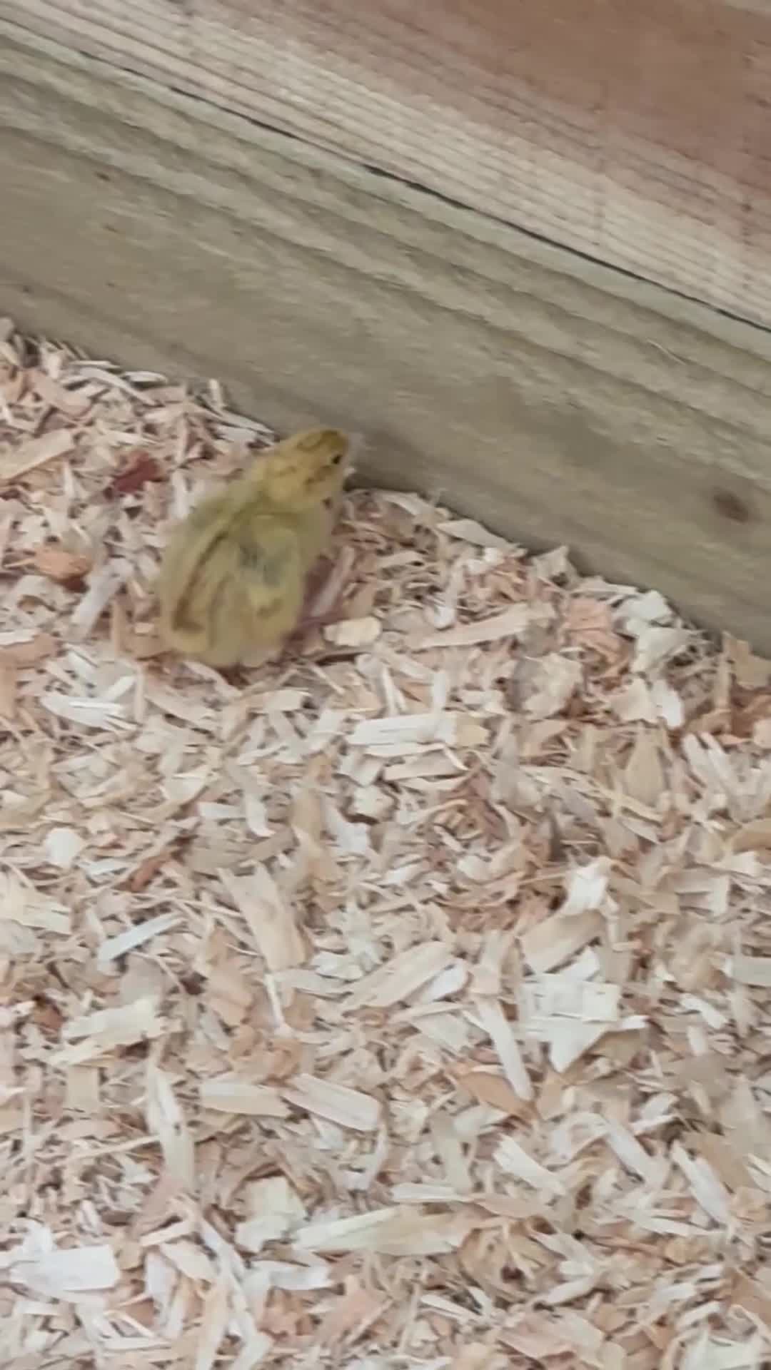 Quail poultry for sale: 12 Celadon Quail Hatching Eggs – Blue Egg Gene - Video 1