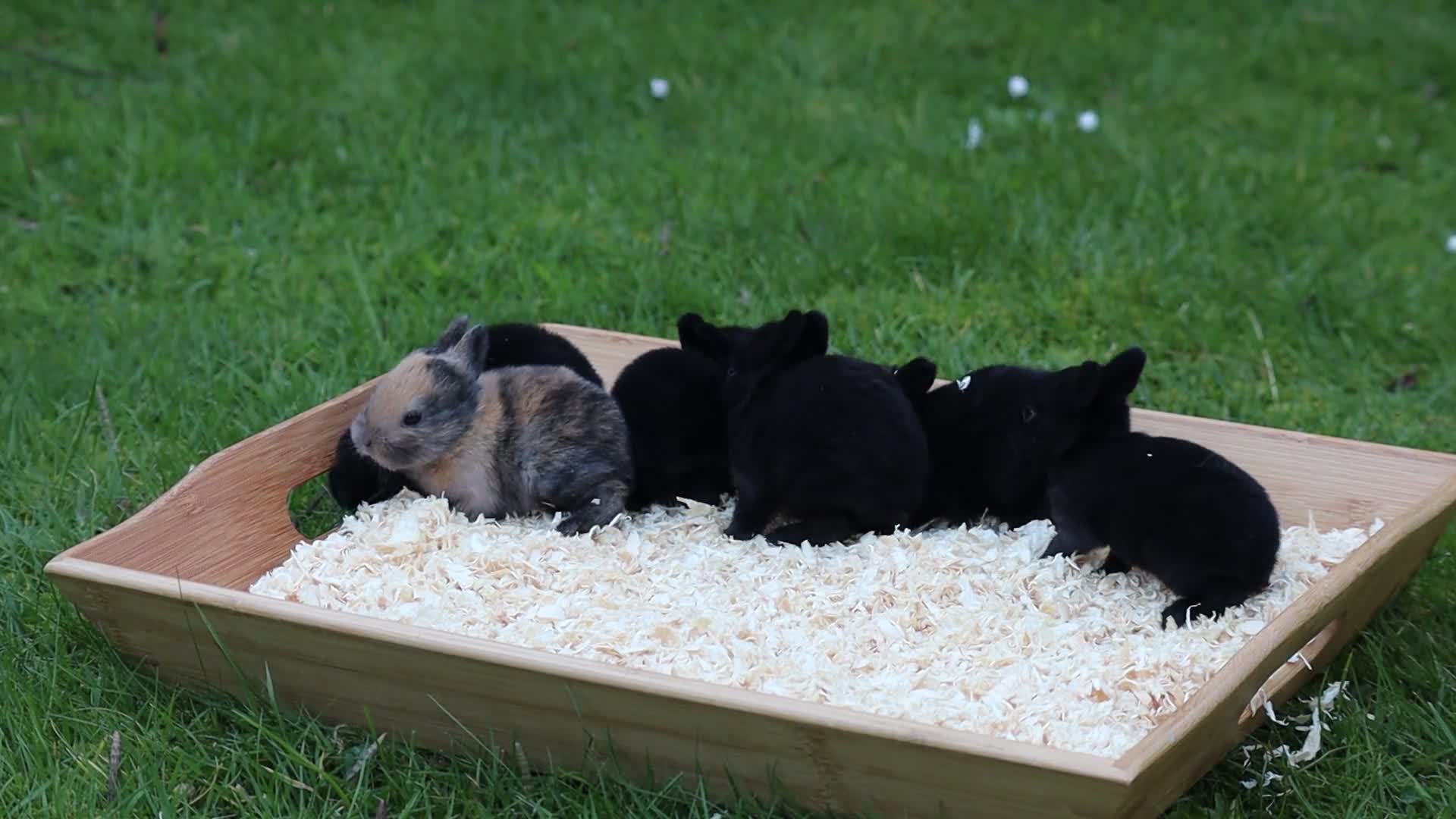 Rex rabbits for sale: 🐰 5 Gorgeous Baby Bunnies Looking for Loving Home - Video 1
