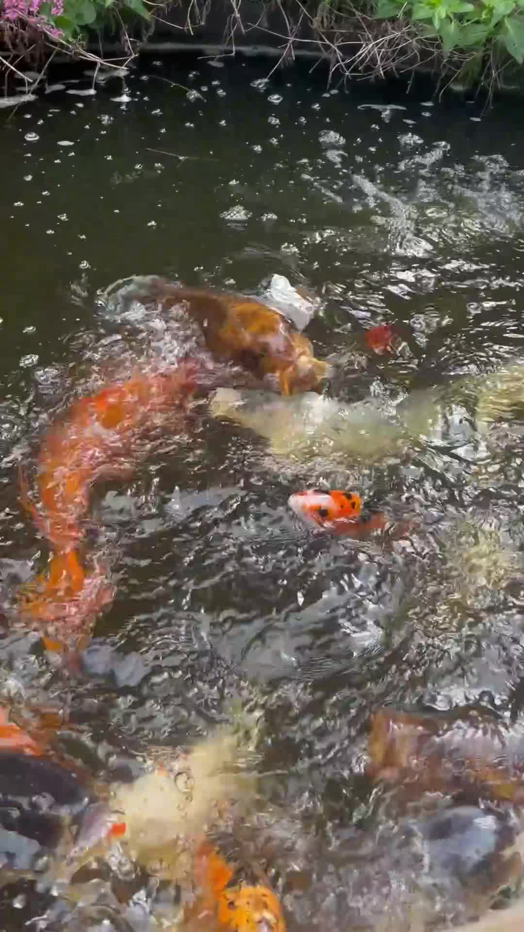 Koi Carp fish for sale: Complete koy set up- bereavement.All sizes colours - Video 1