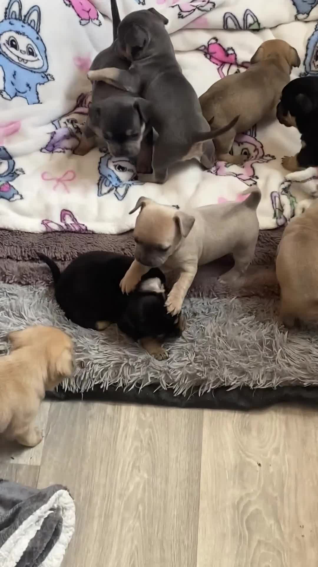Mixed Breed dogs for sale: Frenchie x chihuahua  in Neath - Video 2