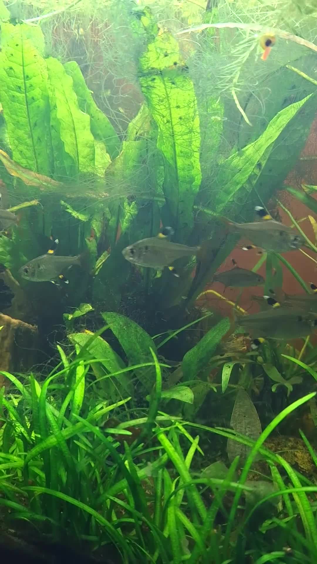 Tetras fish for sale: X ray tetras  in Birmingham - Video 1