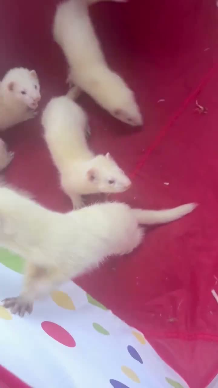 Ferret rodents for sale: Albino ready to go now - Video 1