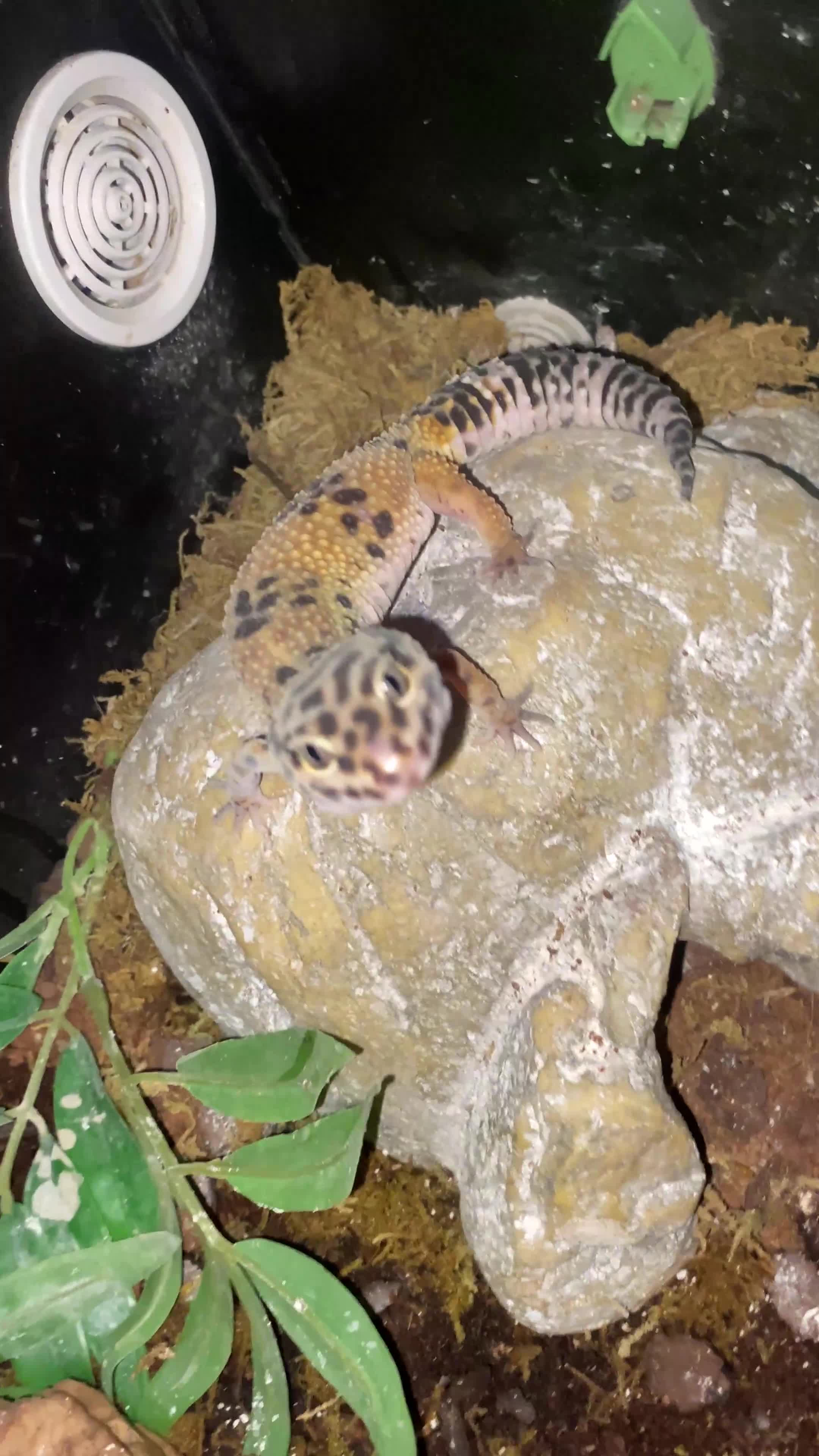 Leopard Gecko reptiles for sale: leopard gecko  - Video 1