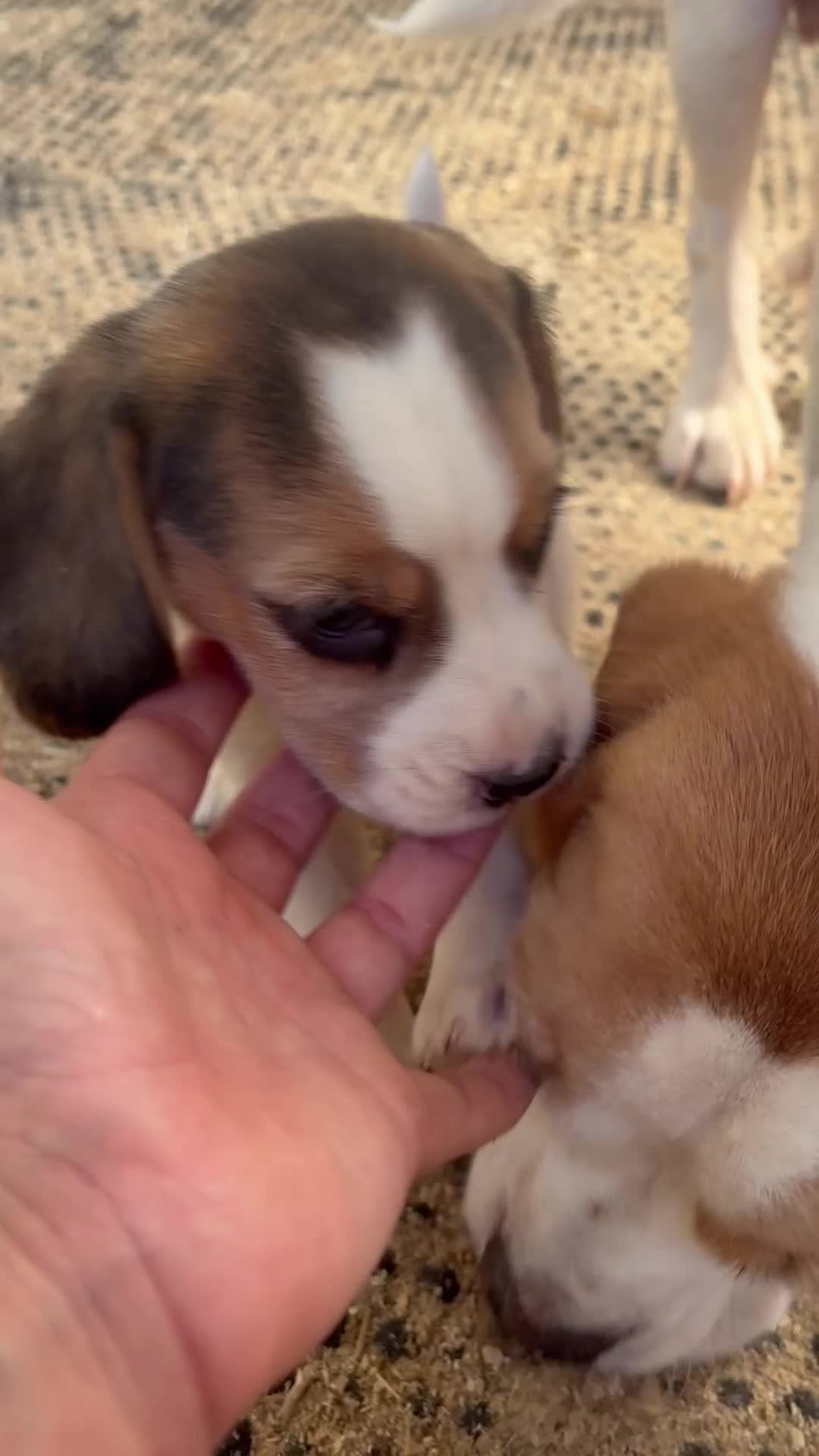 Beagle dogs for sale: Beautiful KC Registered Beagle’s  - Video 4