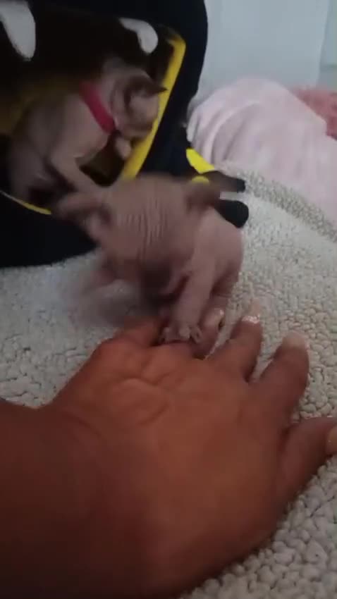 Sphynx cats for sale: Gccf sphynx kittens parents health tested  - Video 2