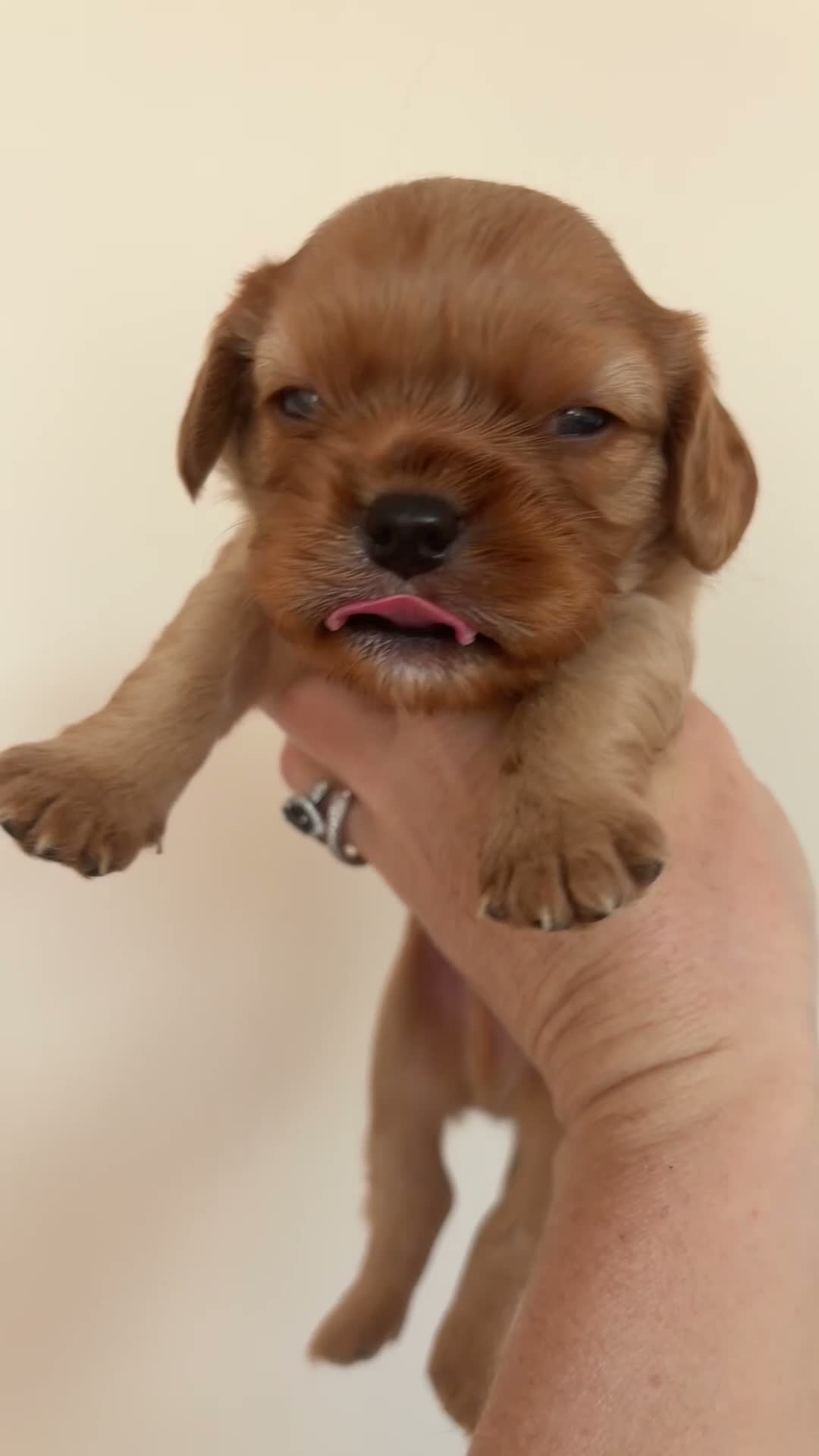 Cavalier King Charles Spaniel dogs for sale: 🧡One Ruby male KC & extensively Health tested - Video 2