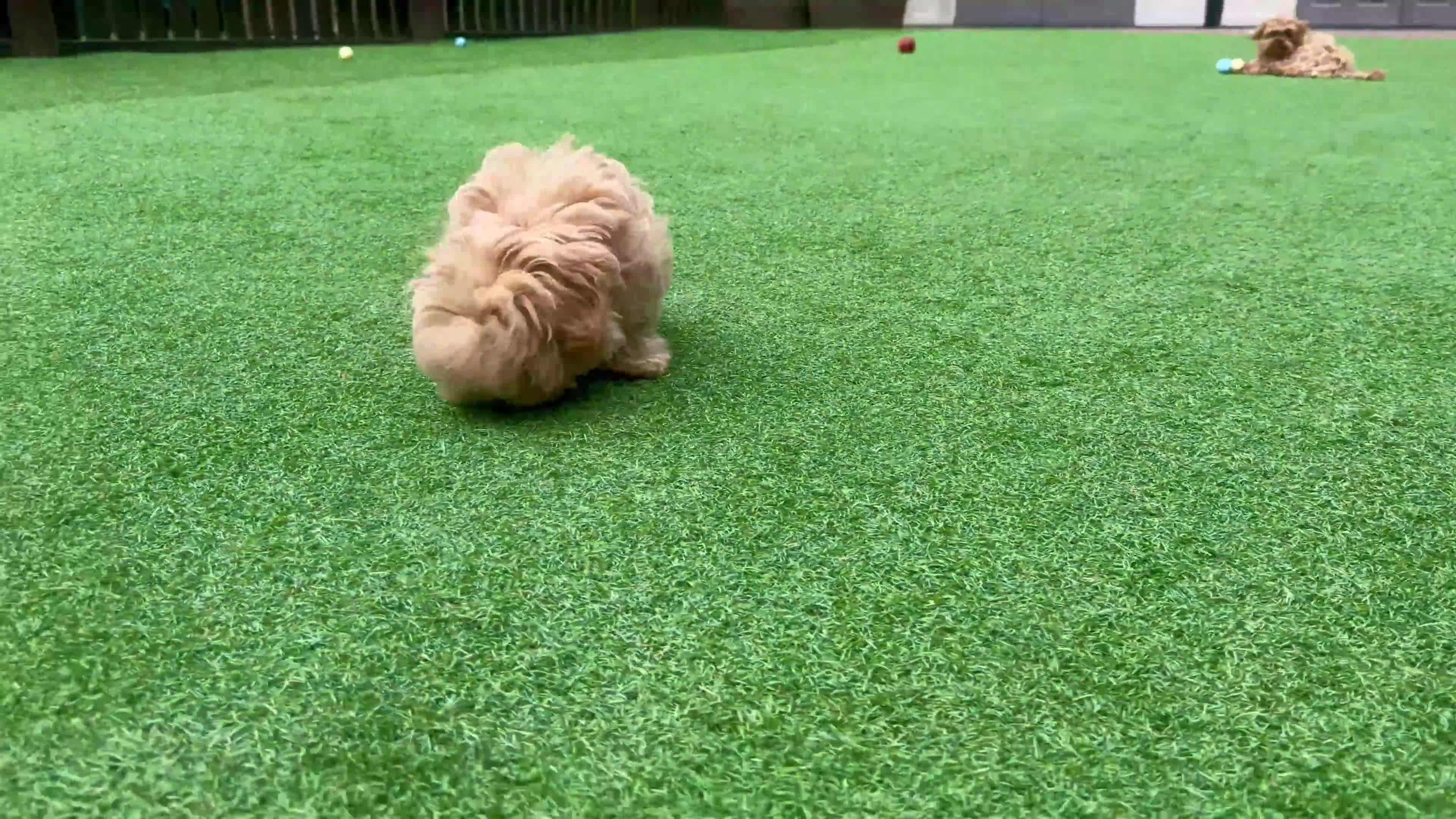 Maltipoo dogs for sale: Tiny Asian Maltipoo. DNA tested parents. - Video 1