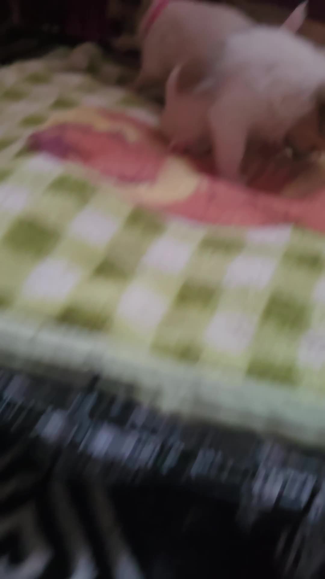 Pomchi dogs for sale: Beautiful Pomchi Puppy's ❤️  - Video 1