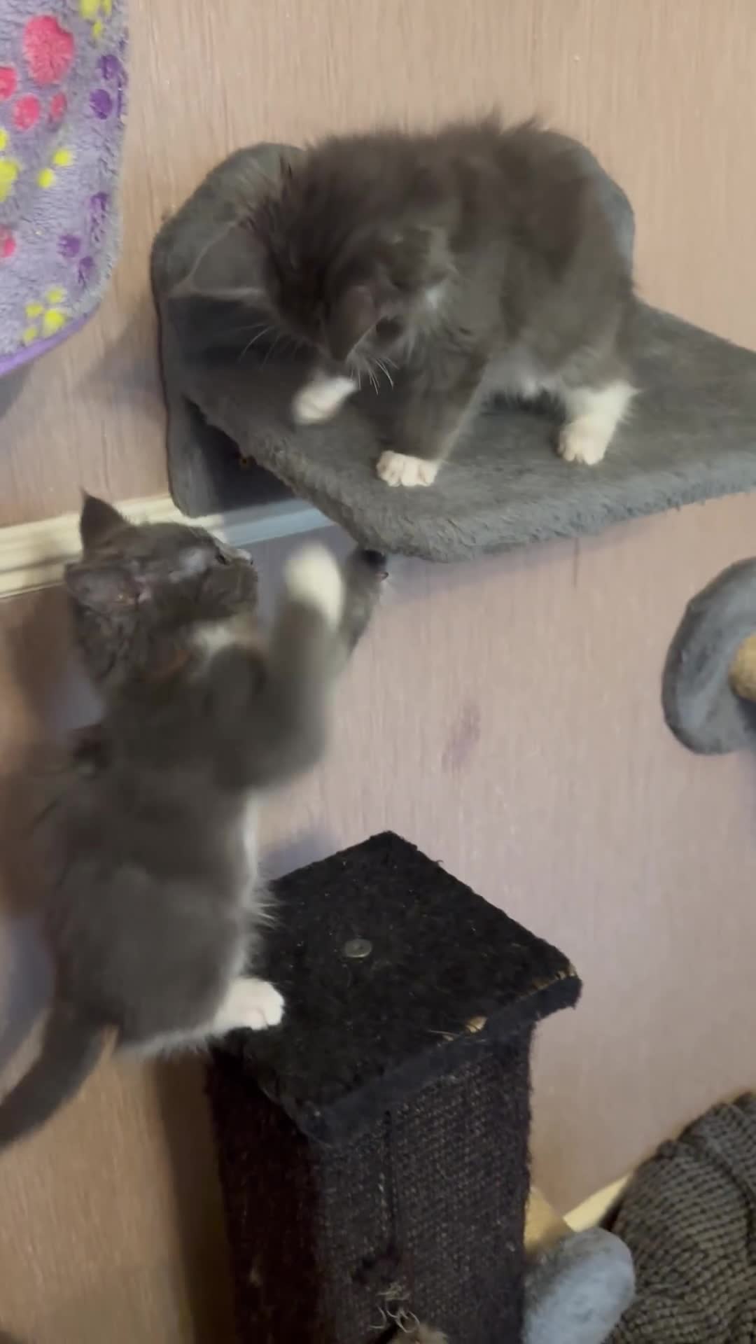 Maine Coon cats for sale: Mainecoon  - Video 2