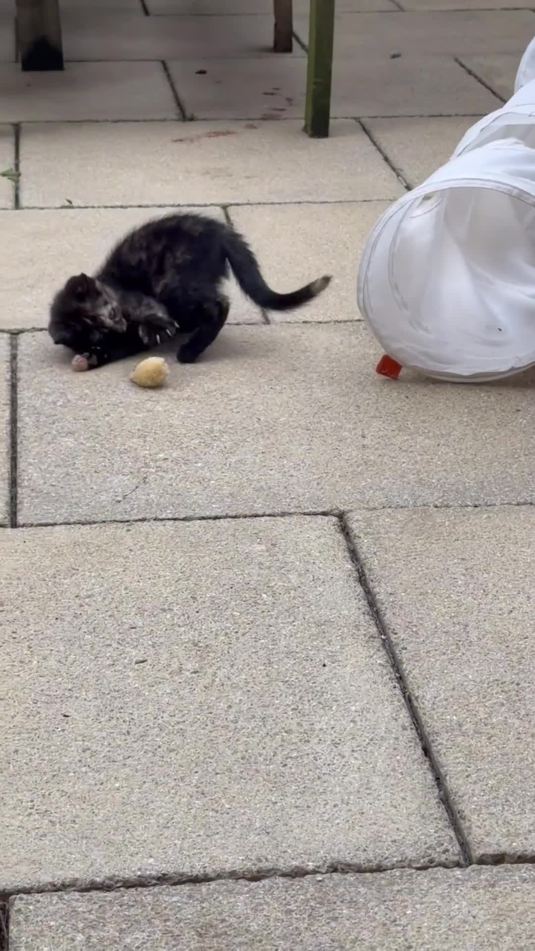 Mixed Breed cats for sale: Beautiful Tortoiseshell kitten - Video 2