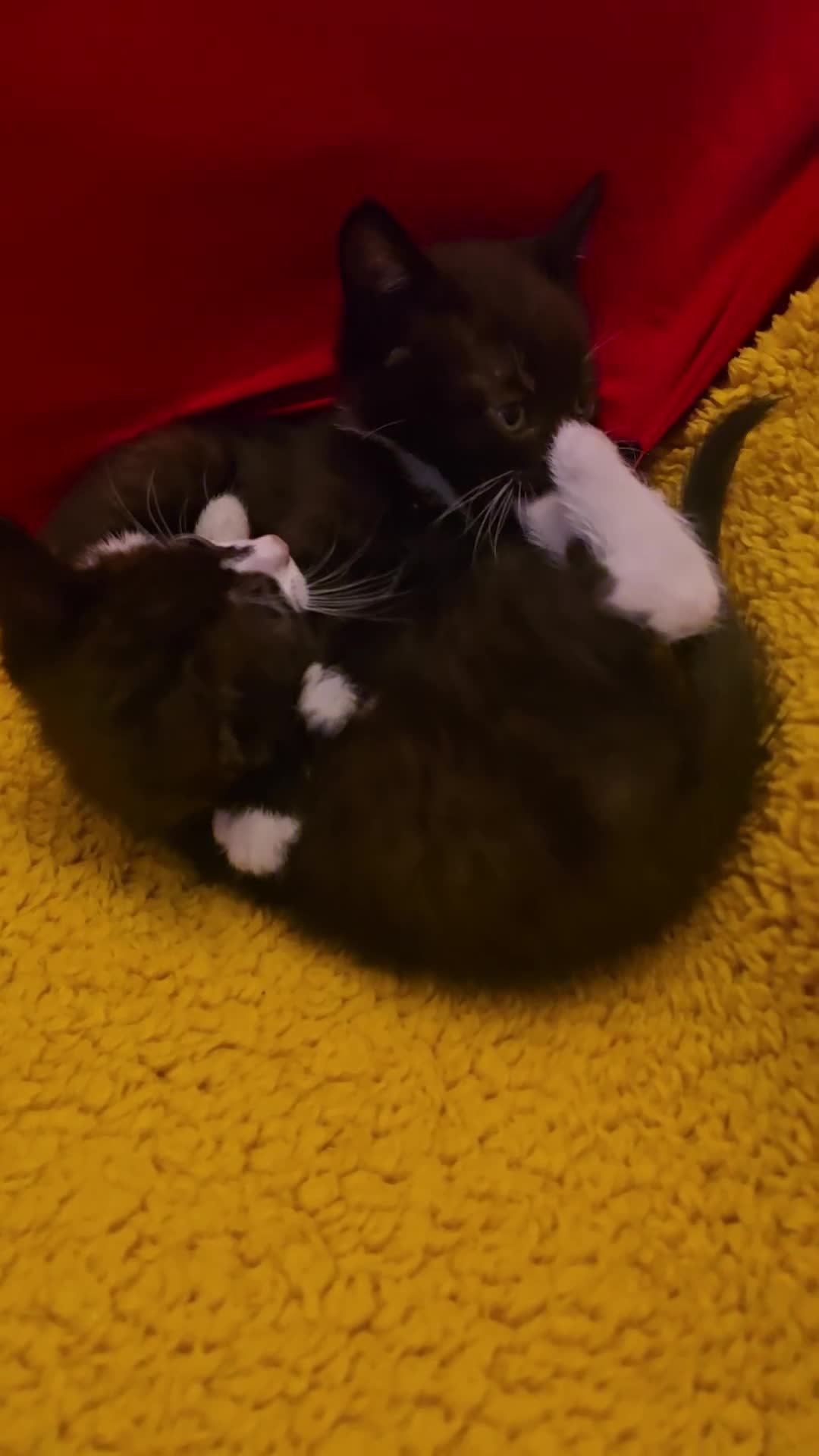 Domestic Shorthair cats for sale: 🐾 7 Adorable Kittens Looking for Loving Homes 🐾 - Video 1