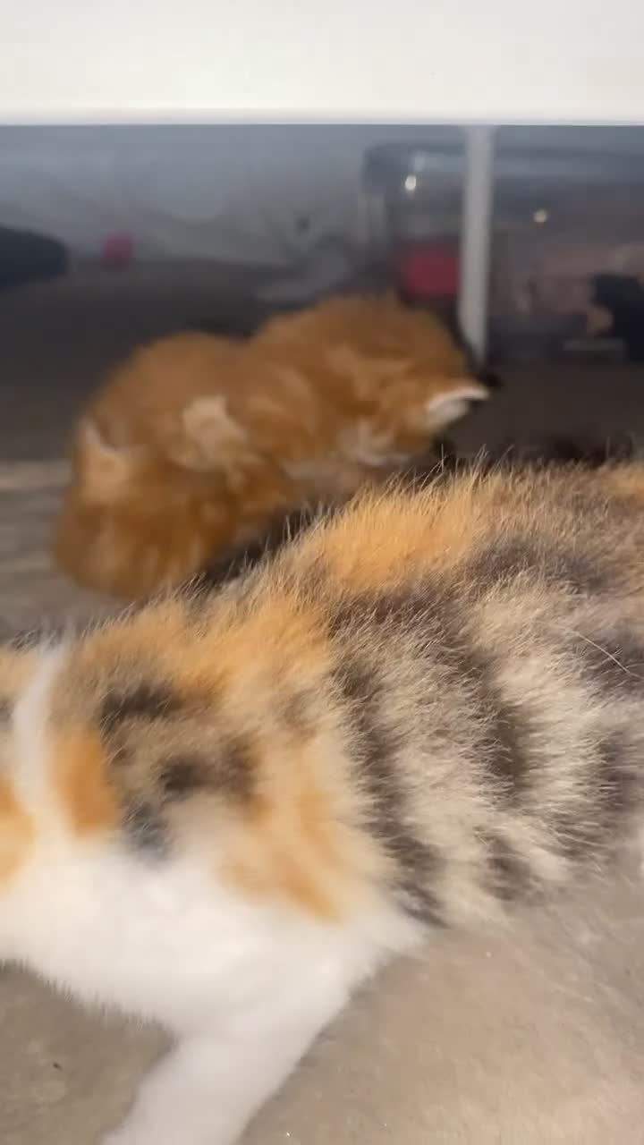 Mixed Breed cats for sale: Gorgeous Kittens Looking for Forever Homes Soon - Video 2