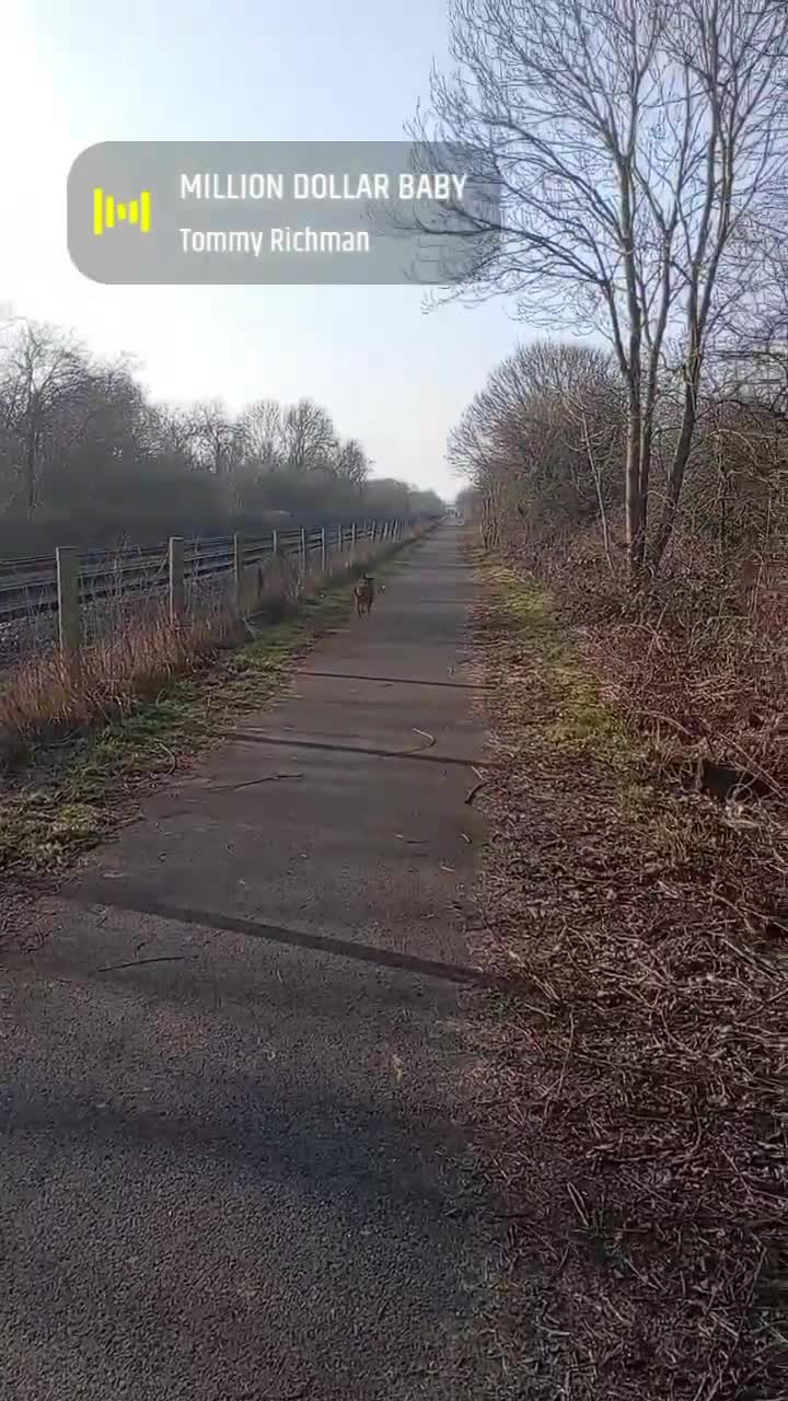 Mixed Breed dogs for sale: 14 month old German shepherd X Saluki  - Video 1