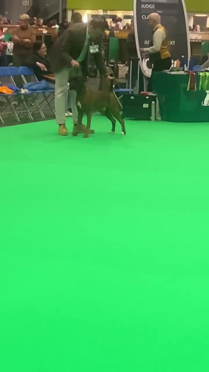 Boxer dogs for stud: Champion lined boxer for stud - Video 1