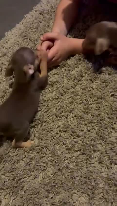 Jack Russell dogs for sale: New colour miniature jack Russel puppies  - Video 2