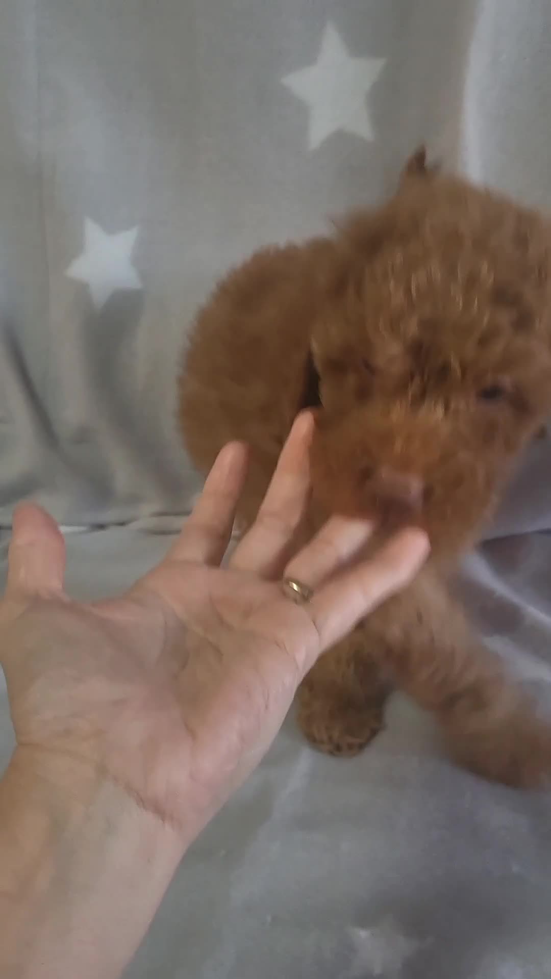Cockapoo dogs for sale: Reduced!! Stunning F1B Toy Cockapoo Puppies  - Video 2