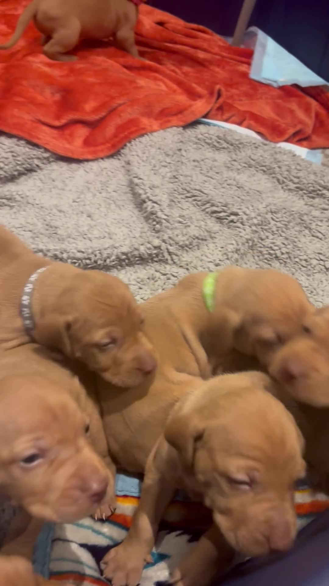 Hungarian Vizsla dogs for sale: Beautiful Vizsla puppies (DOB18/4) 3 girls, 3 boys in Twickenham - Video 3