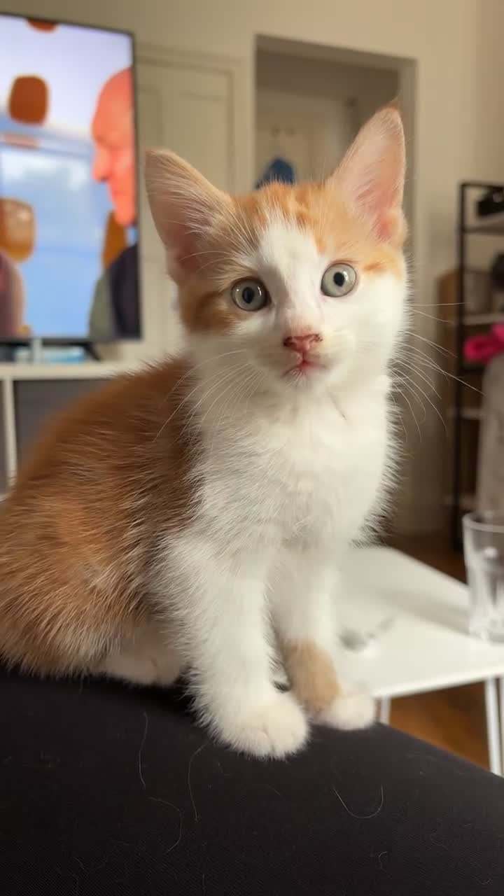 American Shorthair cats for sale: Ginger and white female  - Video 1