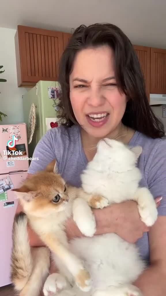 Ragdoll cats for sale: Beautiful ragdoll for sale - Video 1