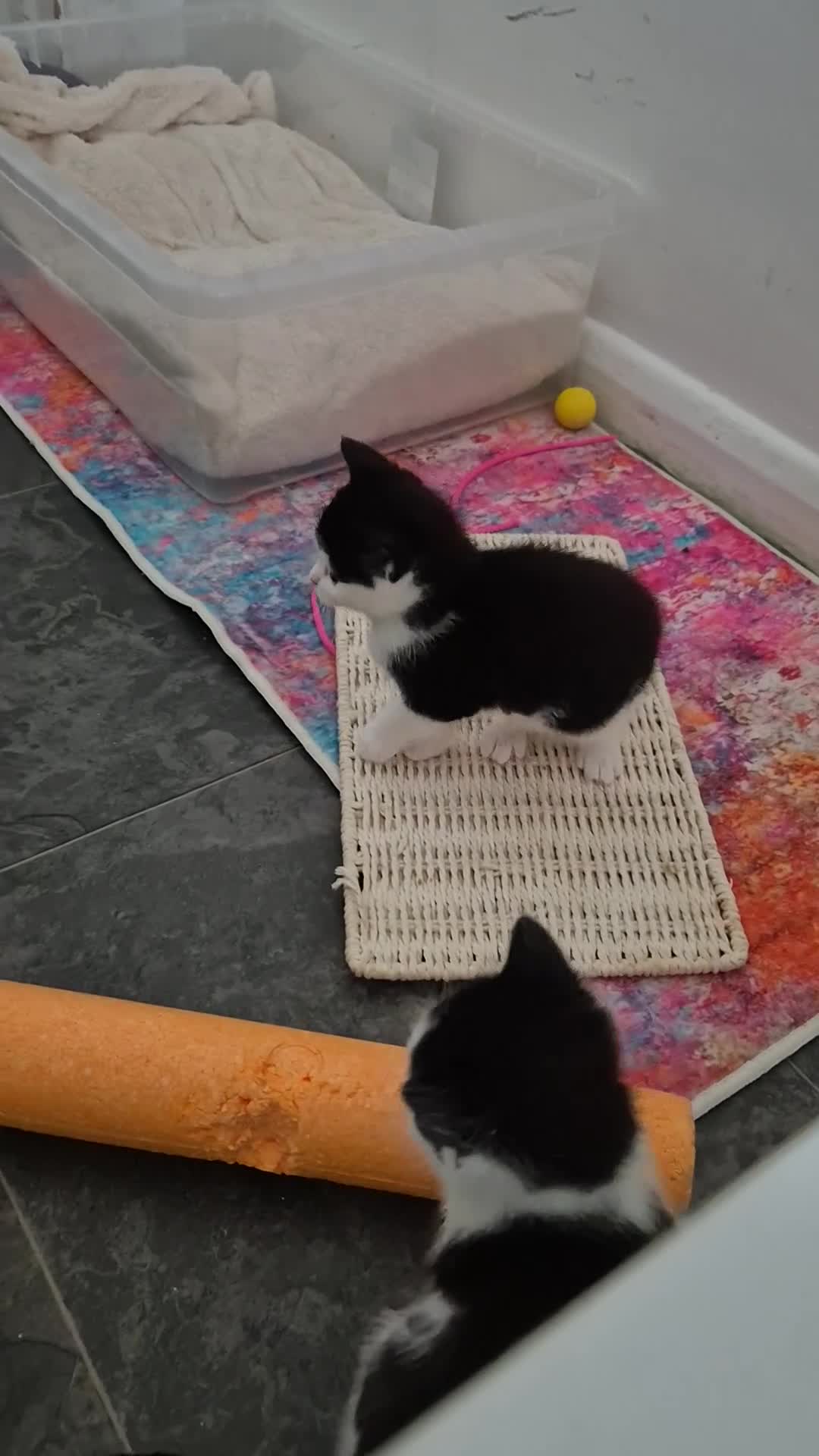 British Shorthair cats for sale: 2 kittens (1 boy & 1 girl) - Video 1