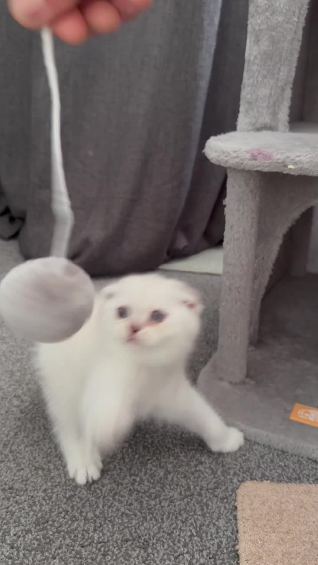 Scottish Fold cats for sale: 5 Kittens Scottish Fold - Video 1