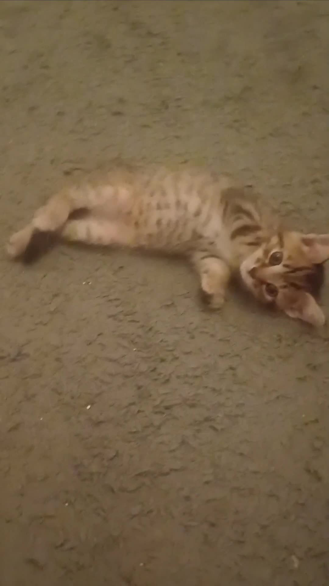 Mixed Breed cats for sale: Little Fluff kittens ready now  - Video 1