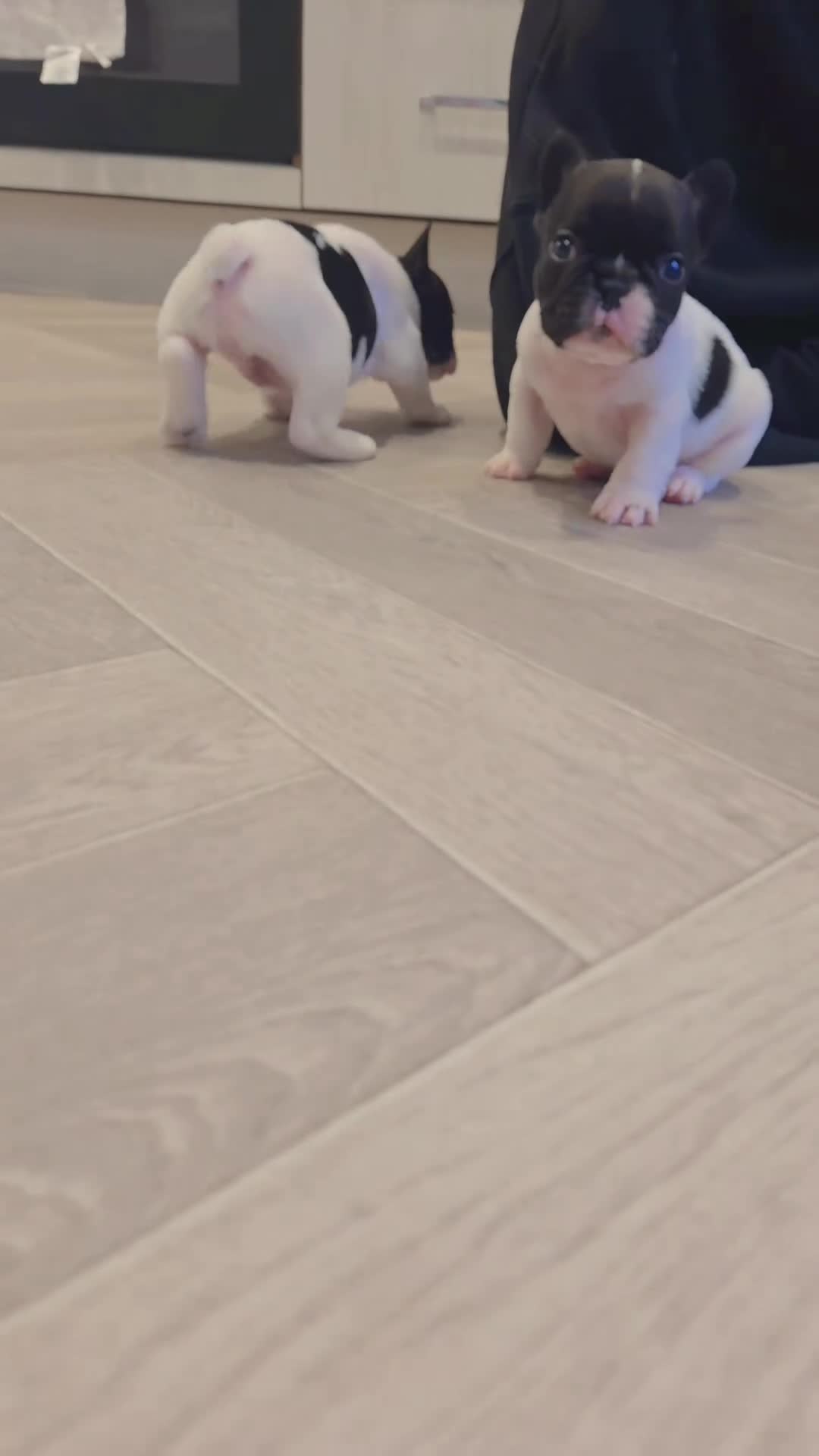 French Bulldog dogs for sale: French bulldog puppies  - Video 4