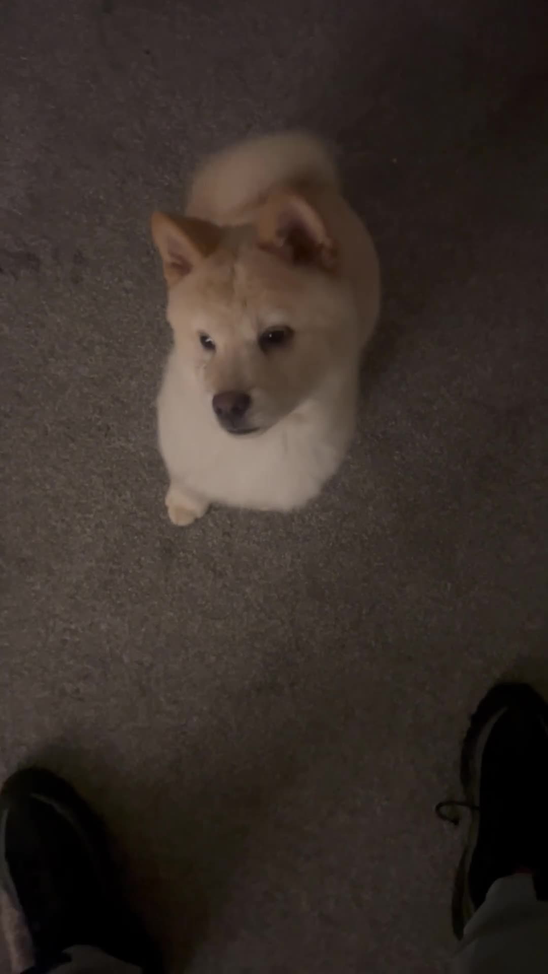 Mixed Breed dogs for sale: Zuko ready for a new home in Manchester - Video 1